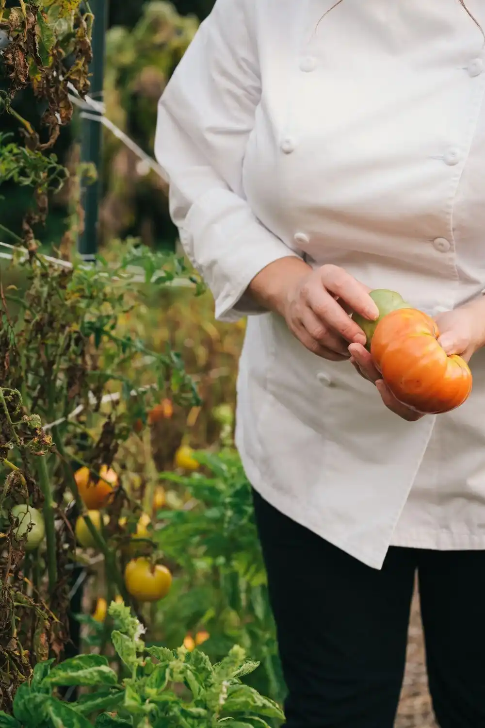 Chef Holding Tomatoes
