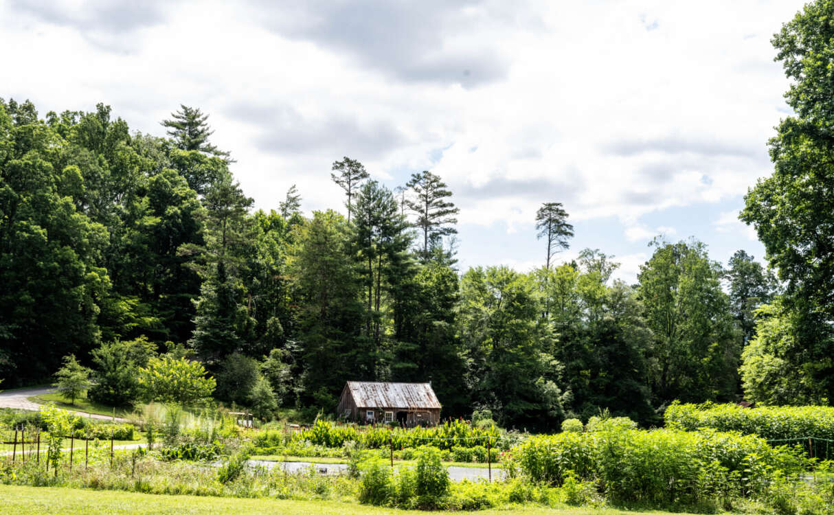 The Garden Shed in Summertime