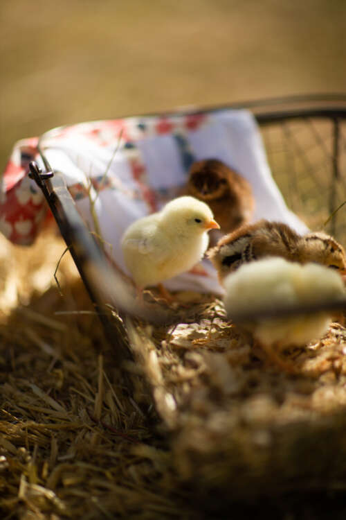 Baby Chick in Basket