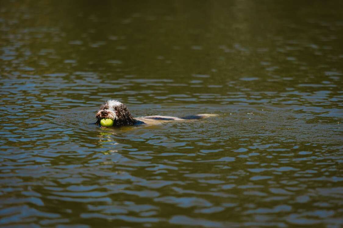 Lagotto Romagnolo Fetching a Tennis Ball
