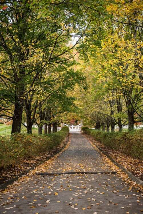 Cart Path Foliage
