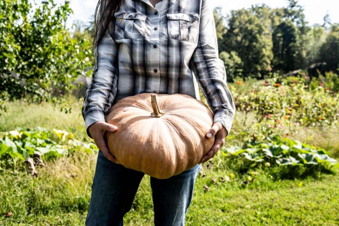 Person Holding Pumpkin