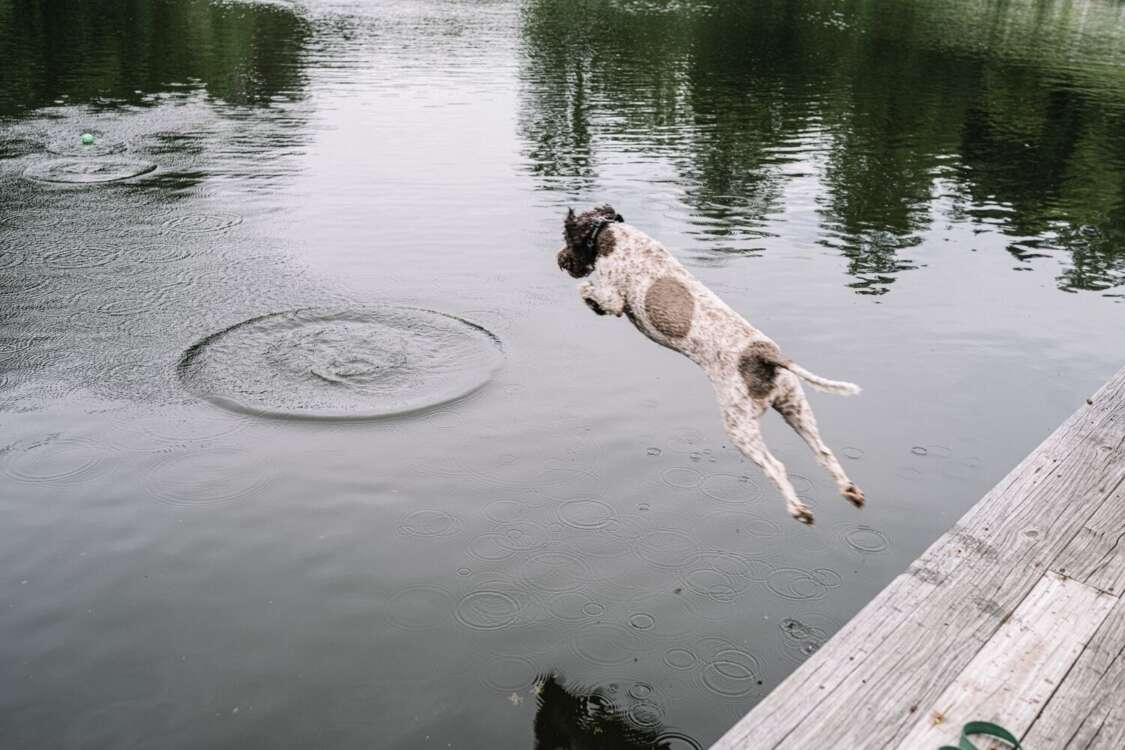 Lagotto Romagnolo Jumping Into Walland Pond