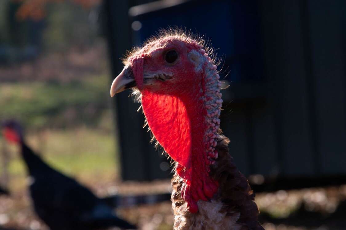 Turkey