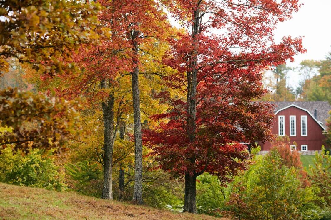 The Barn and Fall Foliage