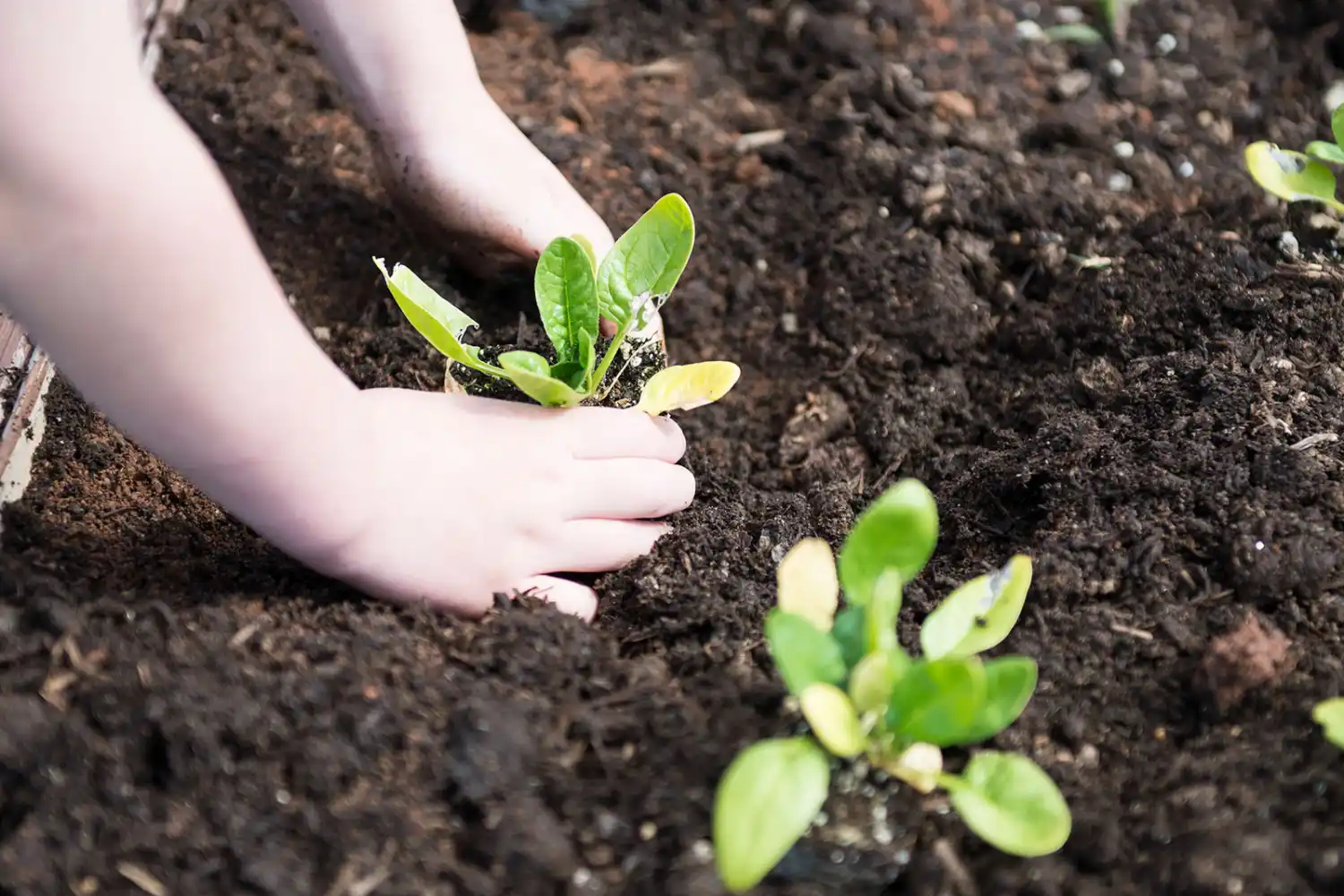 Child Planting Vegetables
