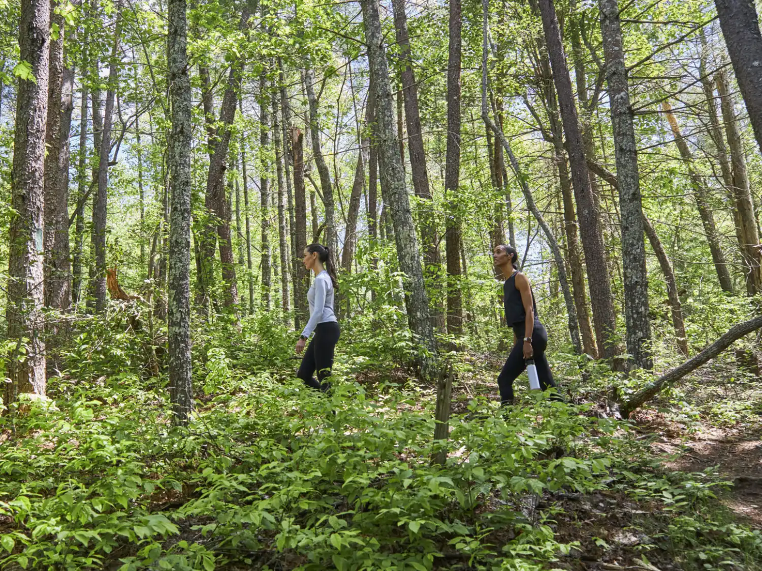 Women Hiking in Canopy of Trees