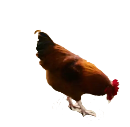Chicken
