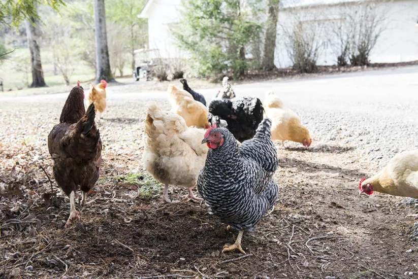 chickens