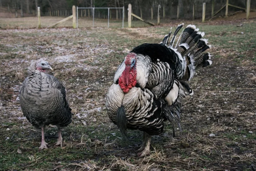 turkey