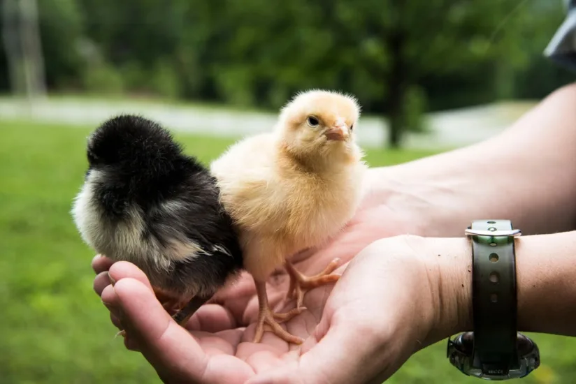 baby chicks