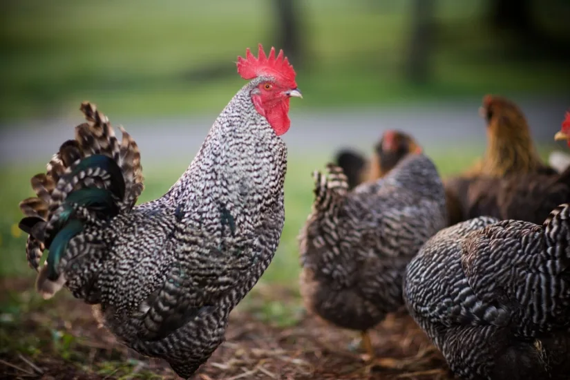chickens