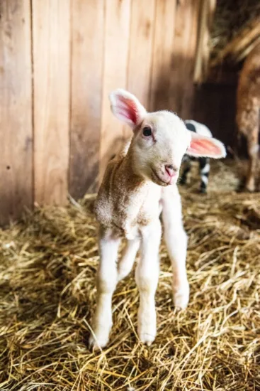 baby lamb