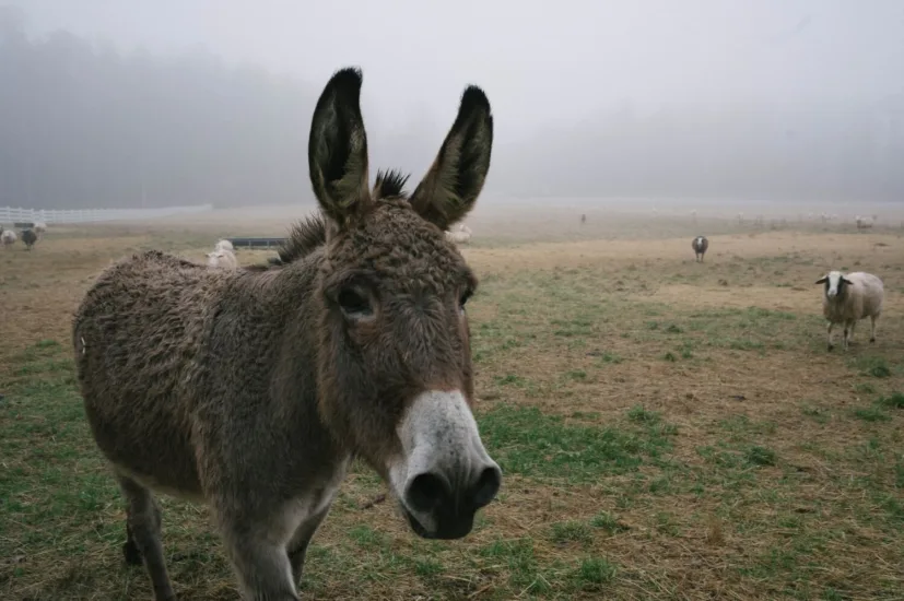 donkey