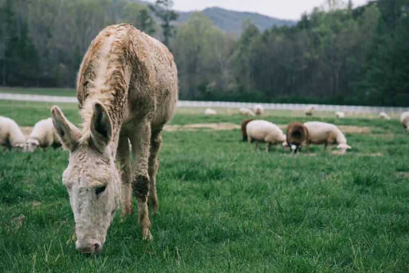 Donkey Grazing