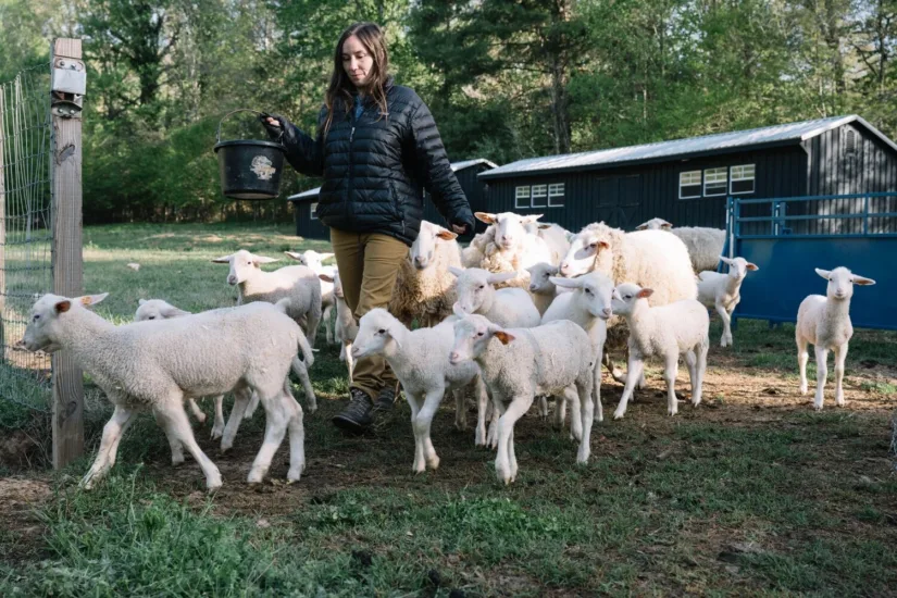 Sheep Walking with Farmer