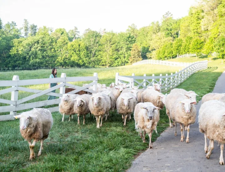 sheep