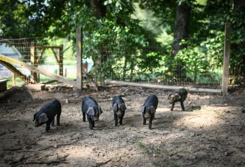 pigs