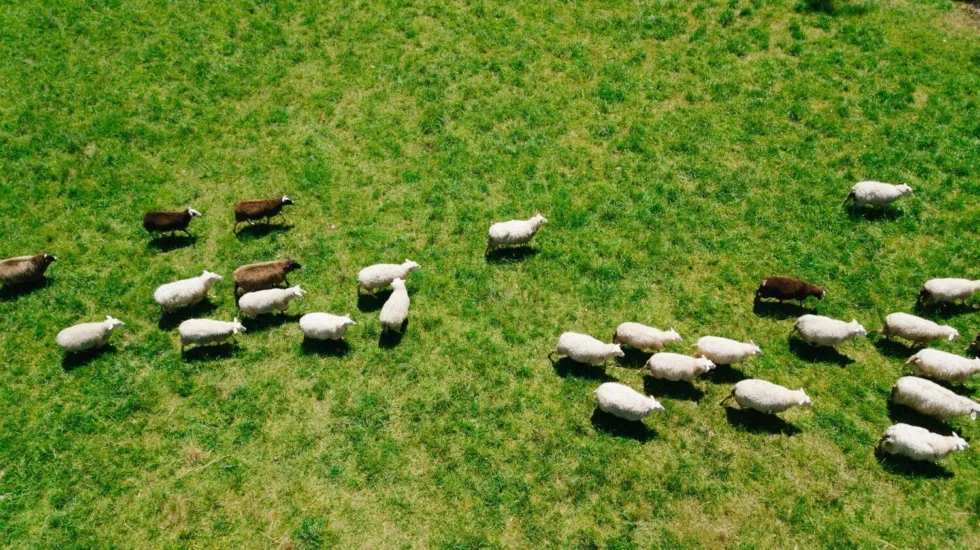 sheep