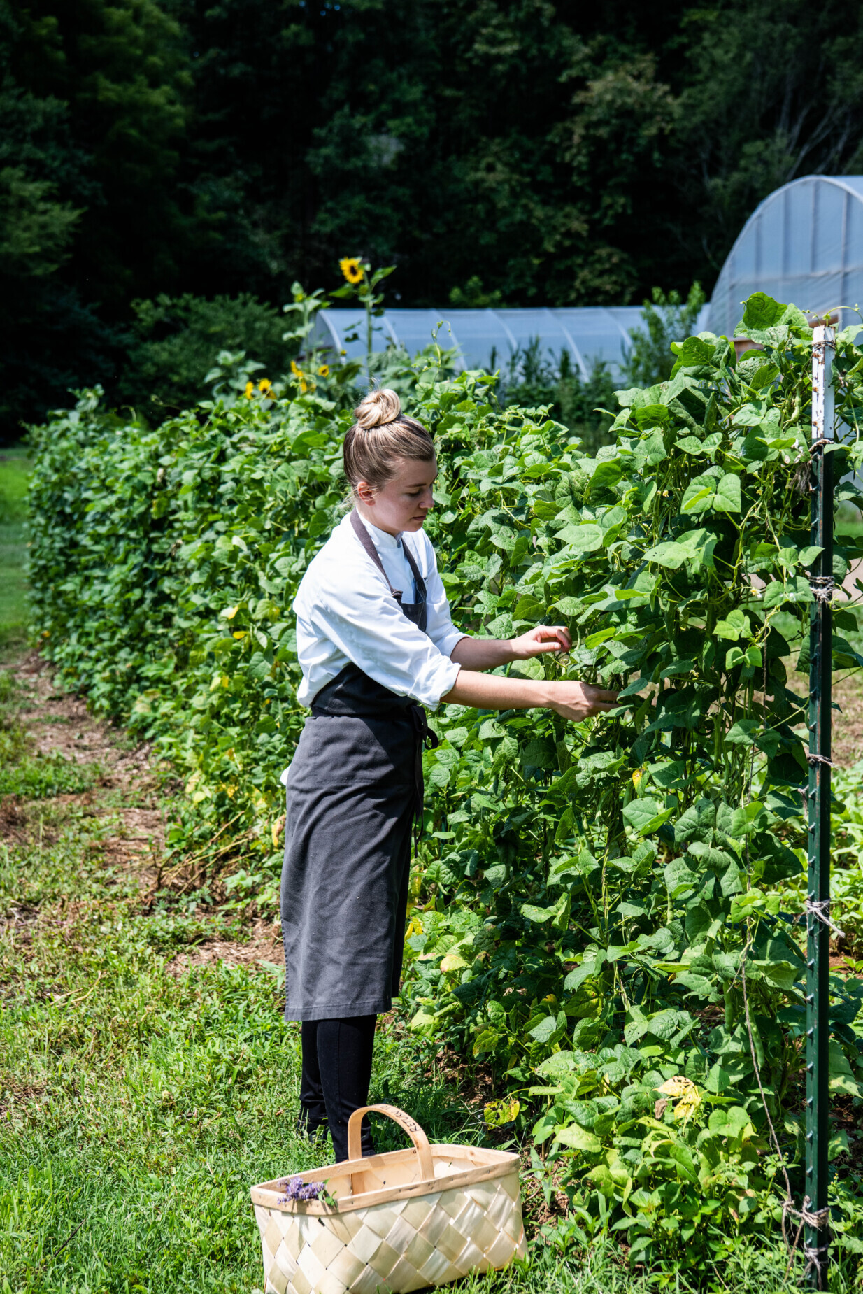 Woman Harvesting in Garden