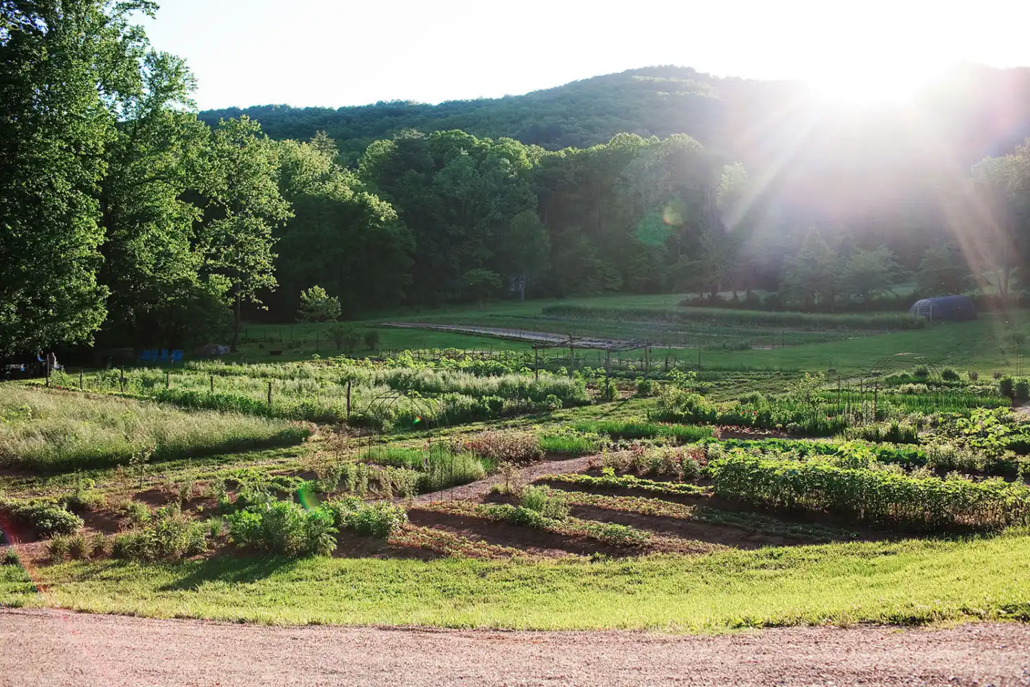 Early Morning Summer Garden