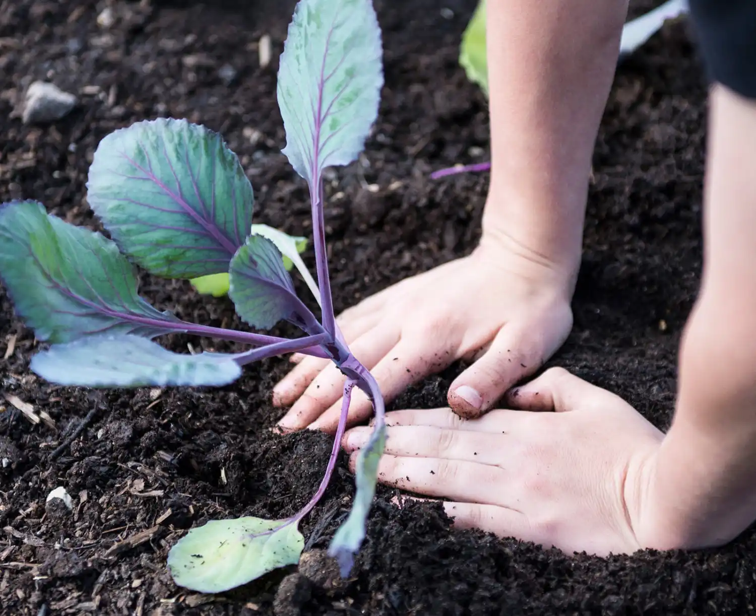 Child planting vegetables