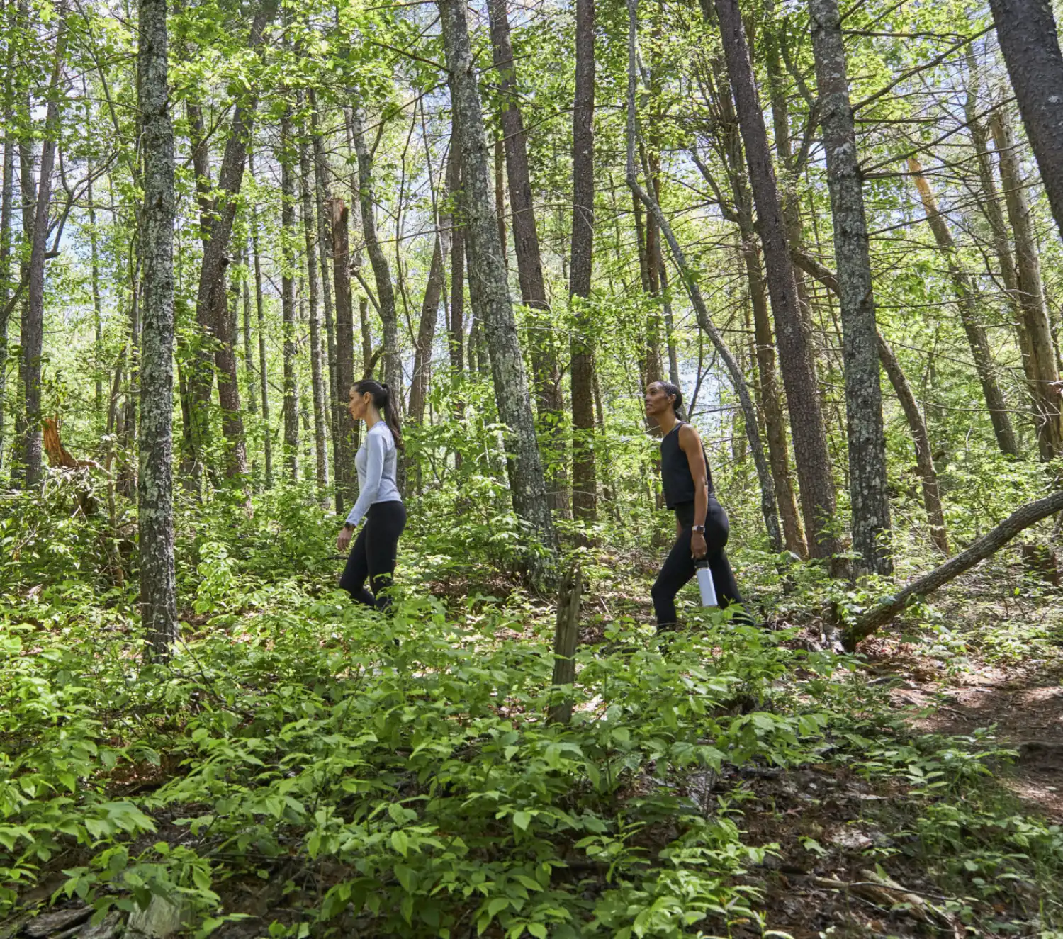 Women Hiking in Canopy of Trees