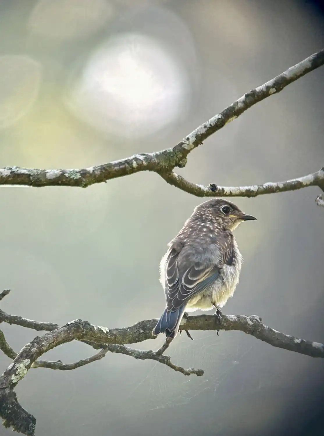 Bird on Tree Branch