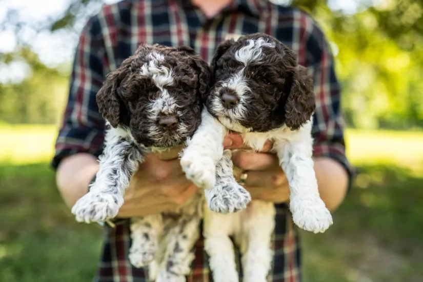Truffle Puppies Being Held