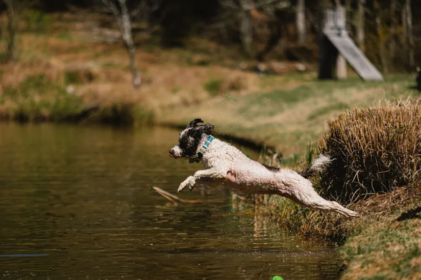 dog pond