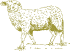 sheep illustration