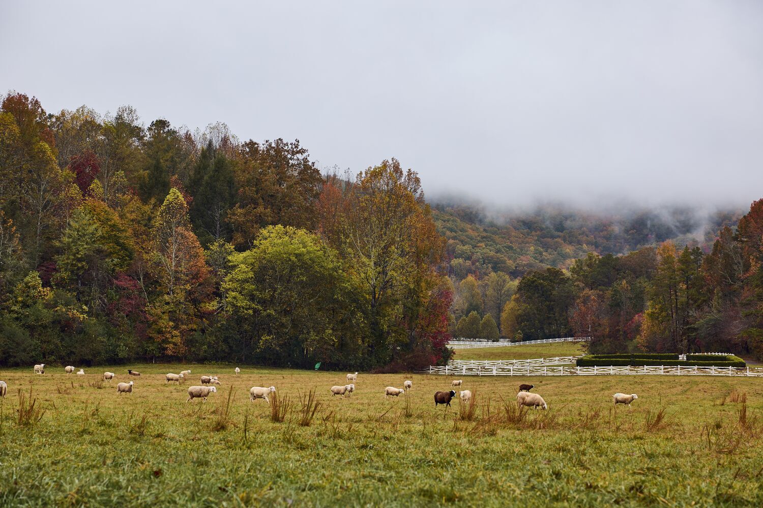 Fall Foliage and Grazing Sheep