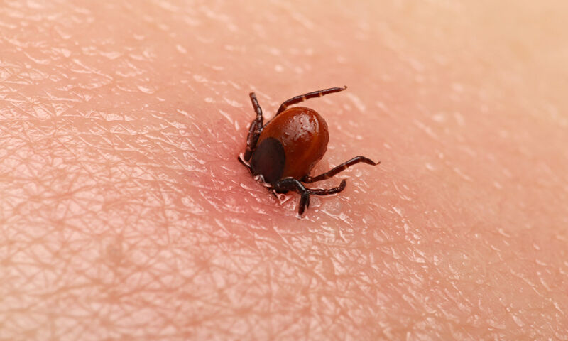 Avec le printemps la saison des tiques est arrivée alors voici certaines fausses rumeurs à leur sujet voici lesquelles