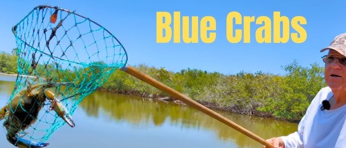 Voici comment pêcher le Blue Crabs en Floride
