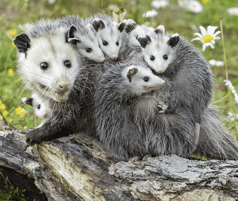 Voici ce quelques faits inusités de l’opossum de la Floride