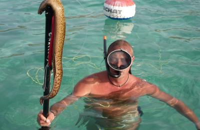 La murène le poisson auquel vous devez faire doublement attention