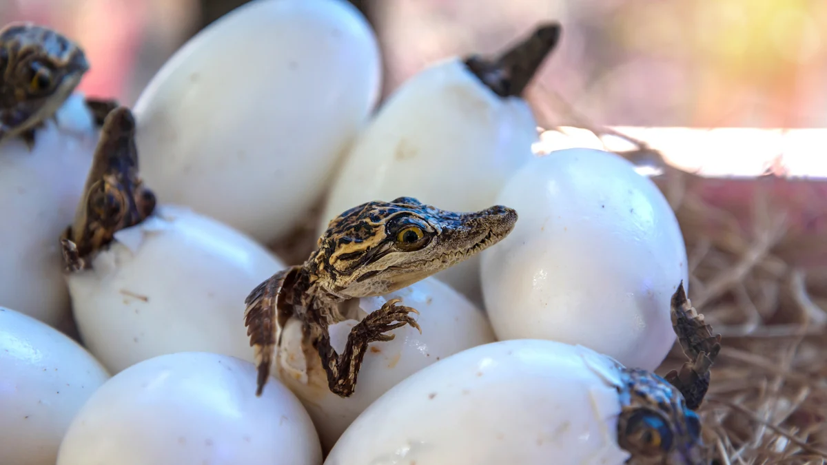 Ce que vous devez savoir sur la saison des amours des alligators commence en Floride