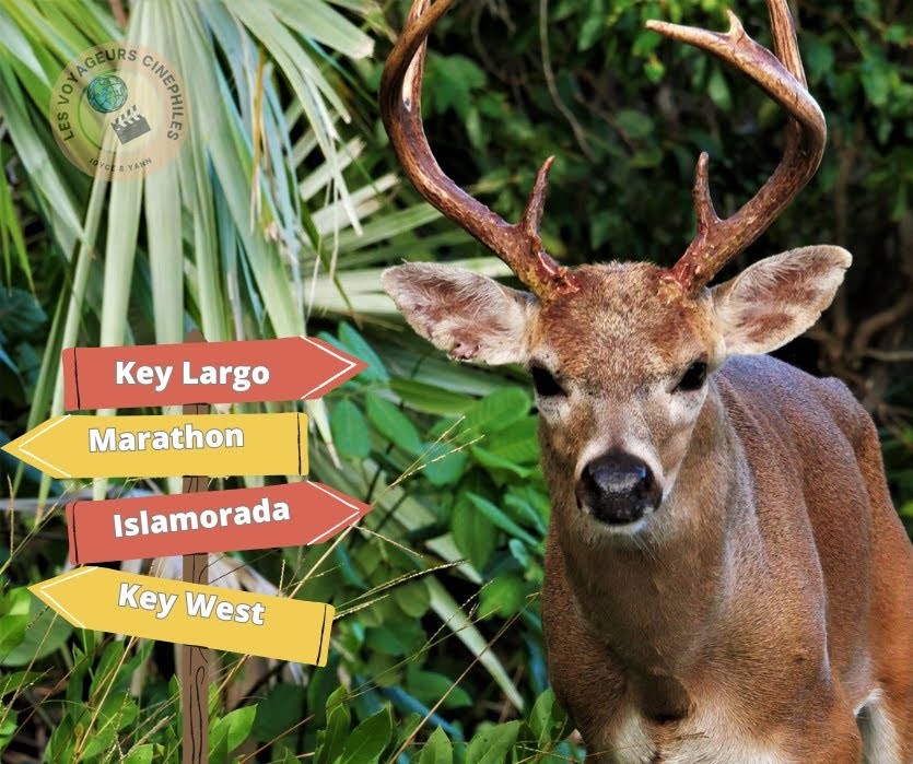 À la rencontre des chevreuils nains des Keys