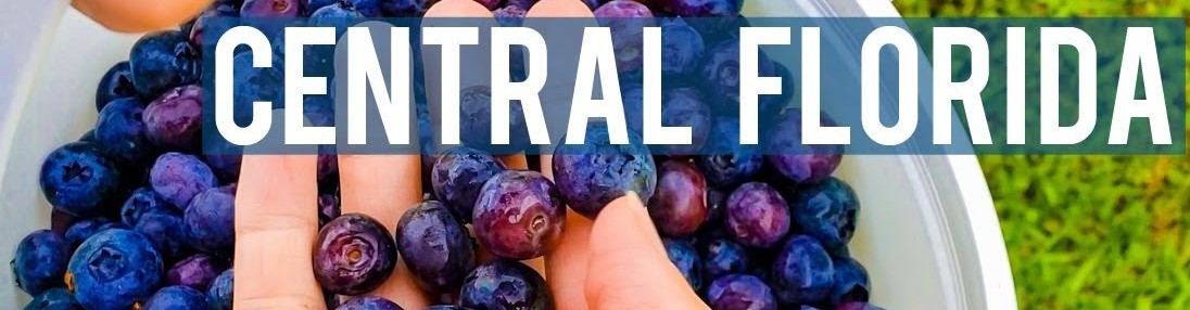 Manger local Avez-vous déjà goûté aux bleuets de Floride ?