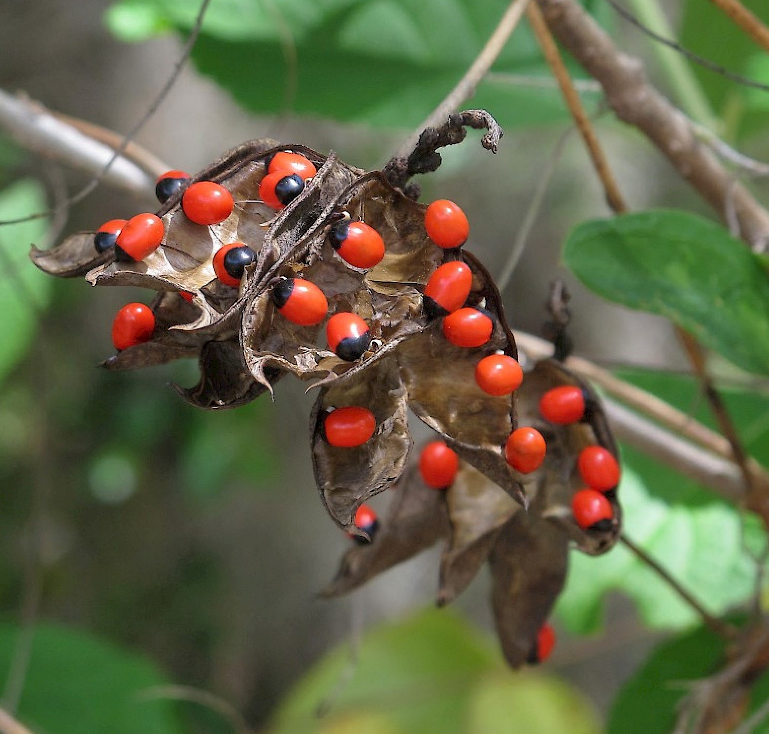 Quelles sont les 4 plantes toxiques en Floride à ne pas manier et rester loin