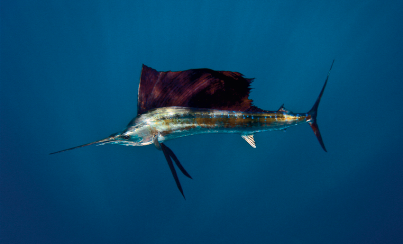 Le poisson voilier (Sailfish) : un merveilleux spectacle