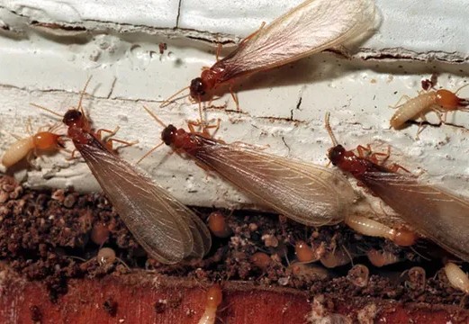Les termites de Floride aiment tellement le réchauffement climatique qu'elles pourraient l'aggraver, selon une étude.