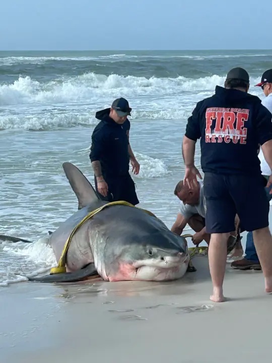 Nouveau prédateur en Floride les requins blancs migrent maintenant vers le sud de la Floride ce qui semblait impossible en raison de la température de l’eau