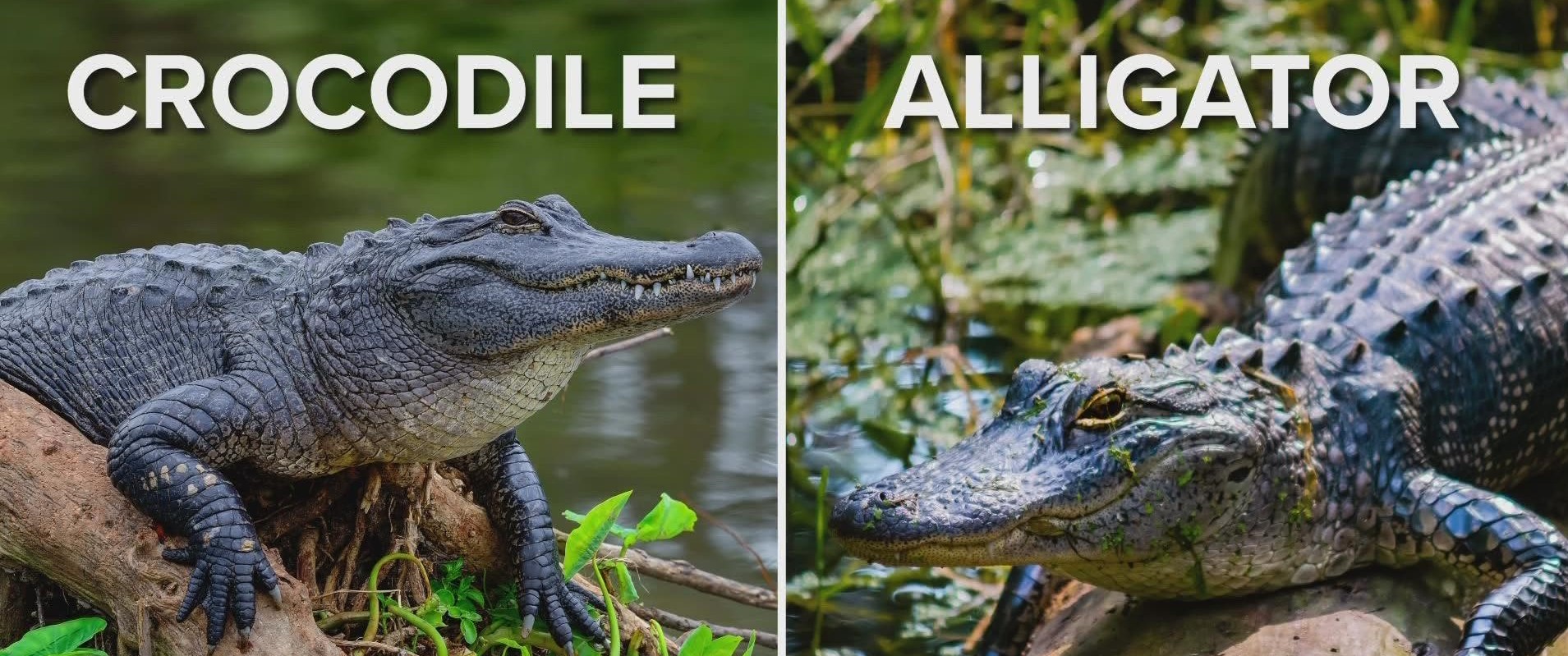 Des crocodiles en Floride ? Ils font un retour en force et surtout à ne pas confondre à un alligator voici pourquoi