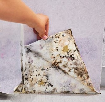 Snowbirds laissez votre climatiseur ouvert en Floride : car qui dit chaleur extrême dit moisissure extrême s'infiltrant dans le mobilier de votre habitation