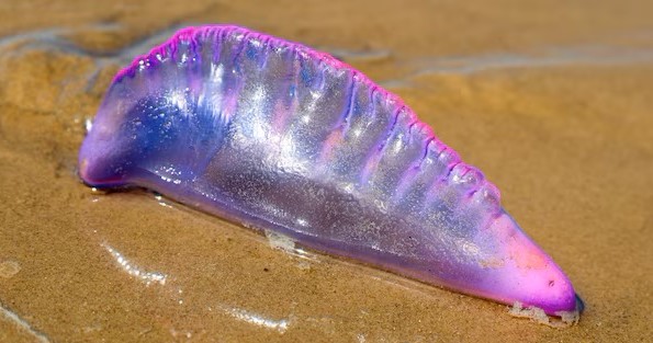 Méfiez-vous de la caravelle portugaise, car vous risquez de vous en souvenir longtemps voici pourquoi