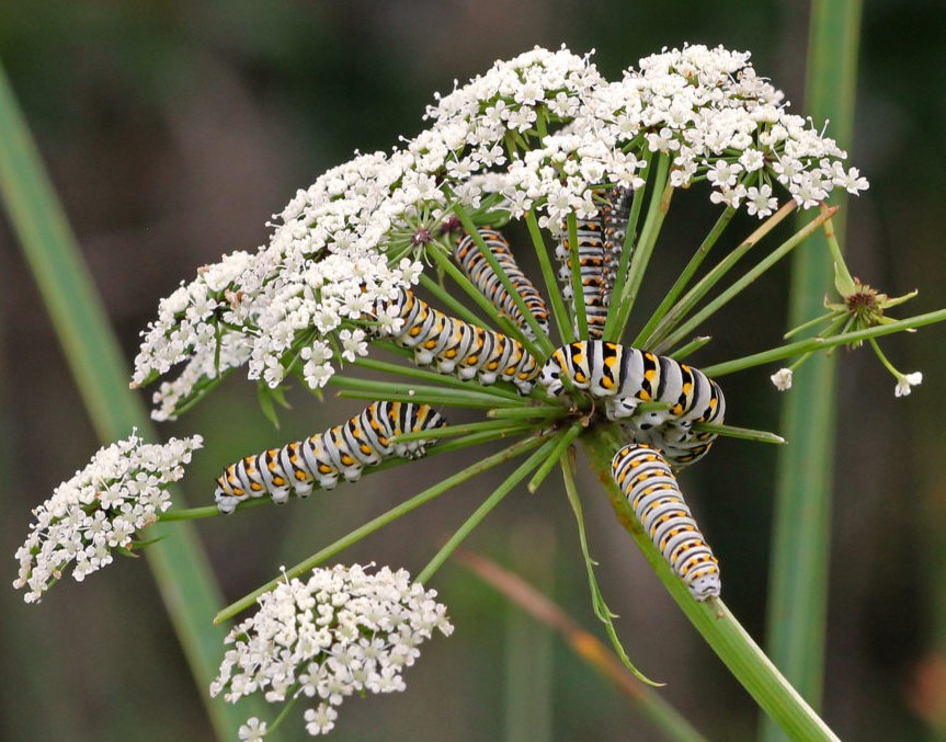 Pas touche ! pas touche ! Sinon c’est hôpital voici les plantes le plus toxiques et mortelles autour de vous en Floride important à connaître.