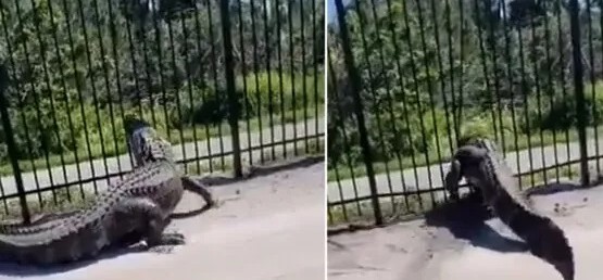 La parade nuptiale d’avril des alligators est commencée pour les accouplements et ils seront très actifs en Floride prêts à sauter la clôture