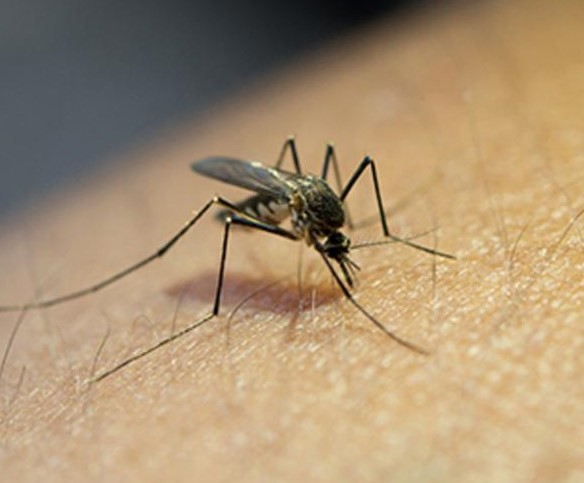Voici pourquoi êtes-vous envahis plus que d’autres pendant la saison des moustiques