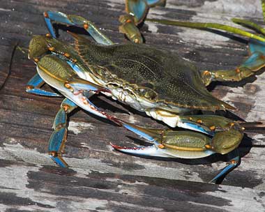 La faune de Floride avec les crabes à mangrove.